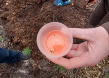 Leśnicy szukają pędraków