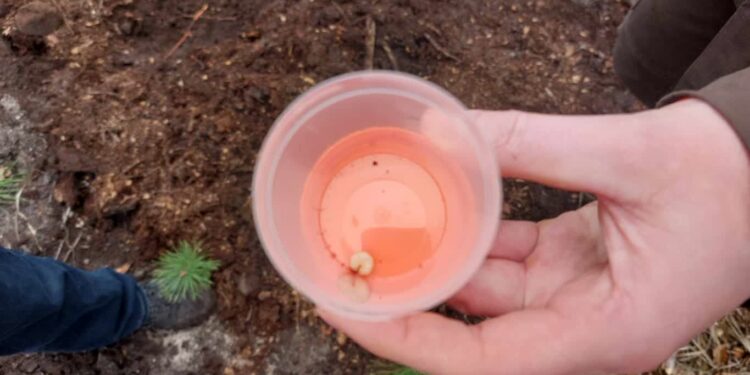 Leśnicy szukają pędraków