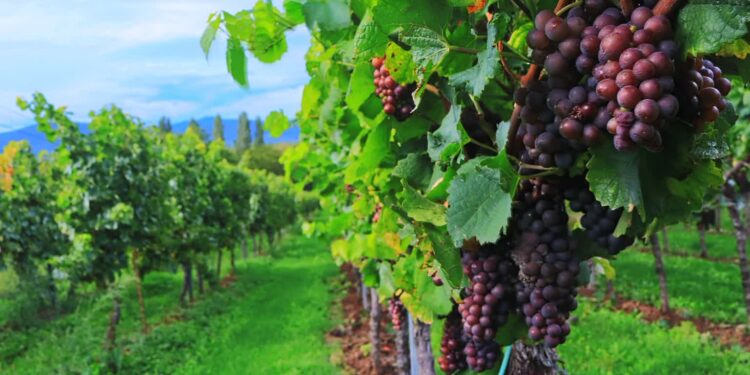 Trwa spotkanie wojewody z lubuskimi winiarzami