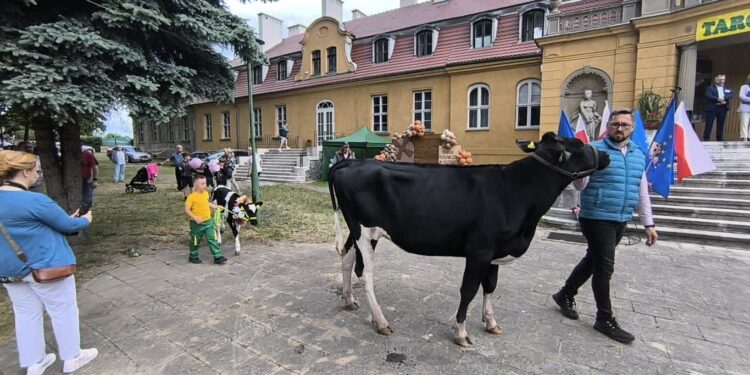 XXXI Targi Rolne w Gliśnie [DUŻO ZDJĘĆ]