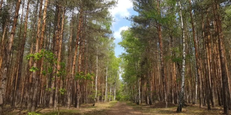 Najwyższy stopień zagrożenia pożarowego w lasach