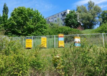 Taki jest plan na miejską pasiekę