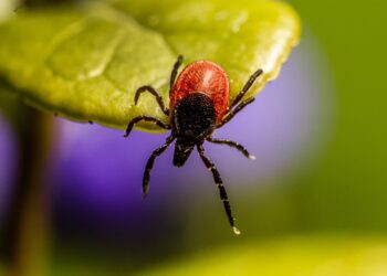 Lekarze przestrzegają przed kleszczami