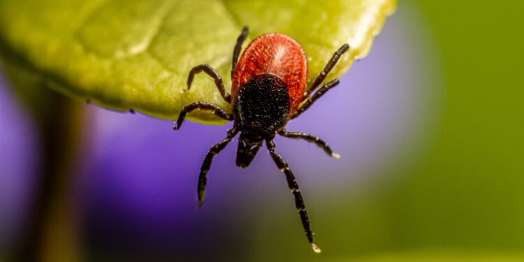 Lekarze przestrzegają przed kleszczami