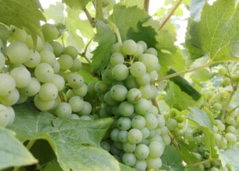 Jakie straty i pomoc po przymrozkach na winnicach?