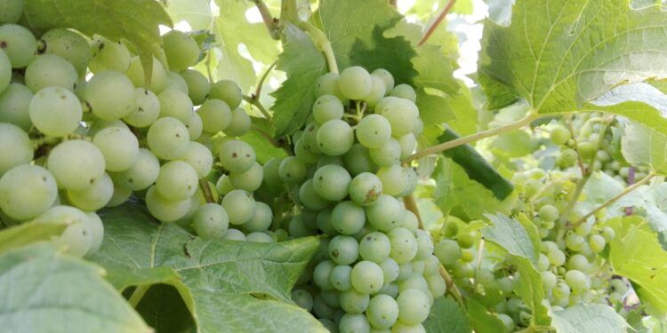 Jakie straty i pomoc po przymrozkach na winnicach?