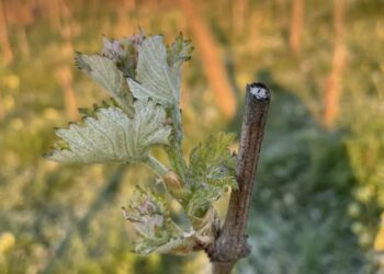 fot: FB/Stowarzyszenie "Santockie Winnice"