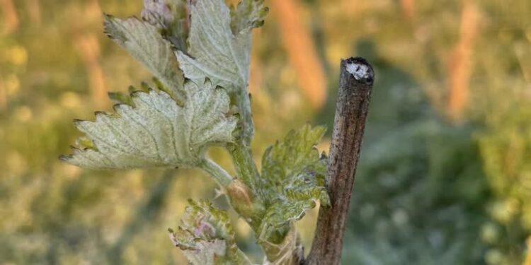 fot: FB/Stowarzyszenie "Santockie Winnice"