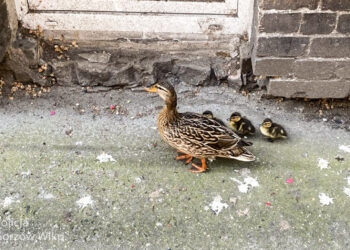 Na ratunek kaczkom. Niecodzienna interwencja gorzowskiej policji