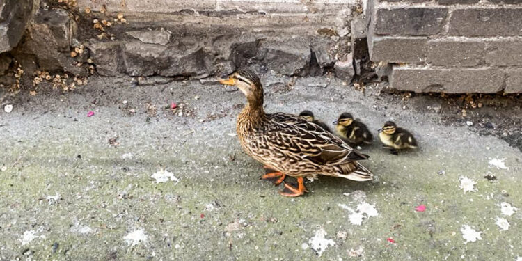 Na ratunek kaczkom. Niecodzienna interwencja gorzowskiej policji