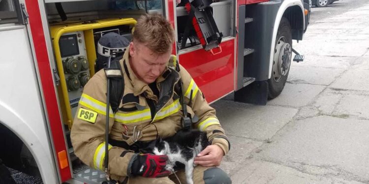 Pożar przy Niepodległości. Strażacy uratowali dwa koty [ZDJĘCIA]