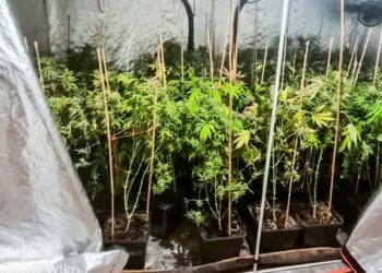 Miał w domu 8 kg marihuany. Gorzowianin stanie przed sądem