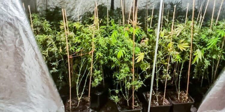 Miał w domu 8 kg marihuany. Gorzowianin stanie przed sądem