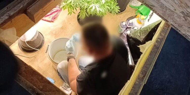 Z łóżka prosto na… plantację marihuany