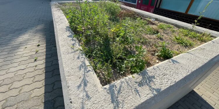 Zamiast donic popielniczki. Czy na Os. Słonecznym pojawią się nasadzenia?