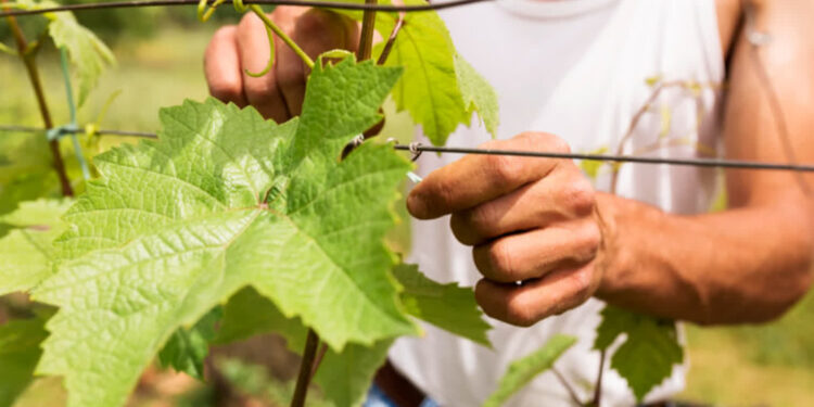 W Lubuskiem poszukiwani pracownicy do… enoturystyki
