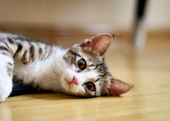 Jak wybrać idealną karmę dla kotów, by zapewnić im zdrowie i doskonałe samopoczucie?