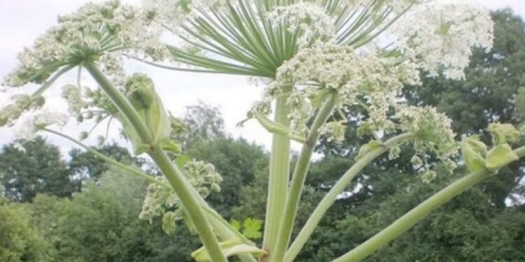 Barszcz wciąż groźny