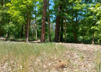 II. i III. stopień zagrożenia pożarowego w lasach