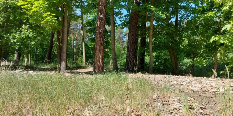 II. i III. stopień zagrożenia pożarowego w lasach