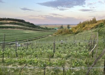 fot: Stowarzyszenie "Santockie Winnice"