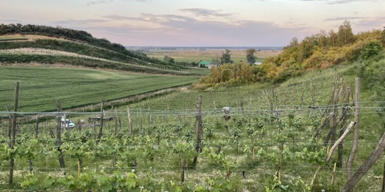 fot: Stowarzyszenie "Santockie Winnice"