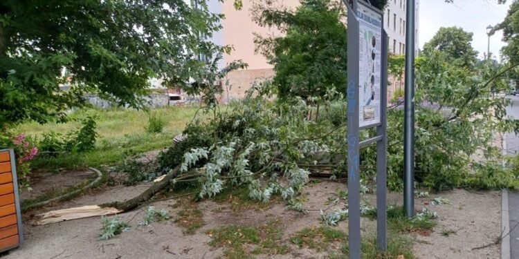 Trwa porządkowanie miasta po wichurze [ZDJĘCIA]