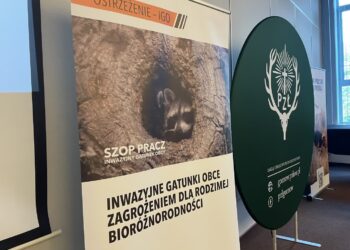 Szop, gatunek inwazyjny