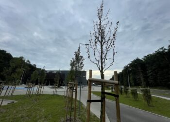 Drzewa przed Areną zaatakowane przez szkodniki