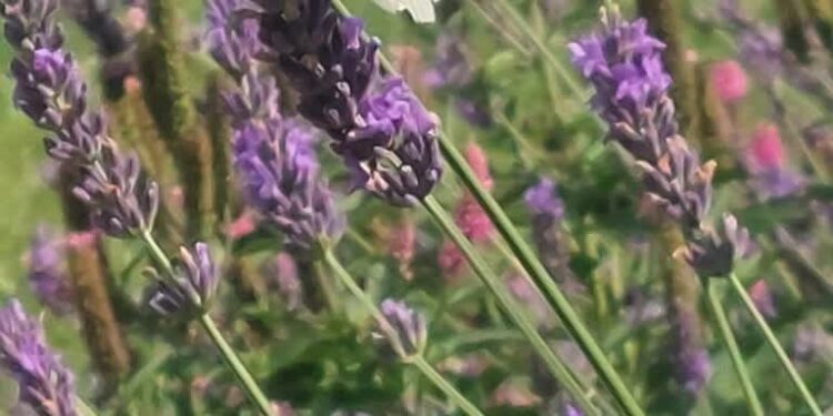 100 nowych miejsc zieleni