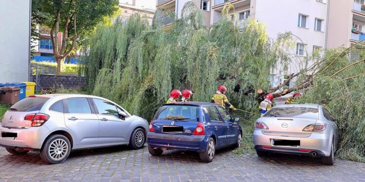 Spadające drzewo uszkodziło auta. Akcja służb na Dzieci Wrzesińskich [ZDJĘCIA]