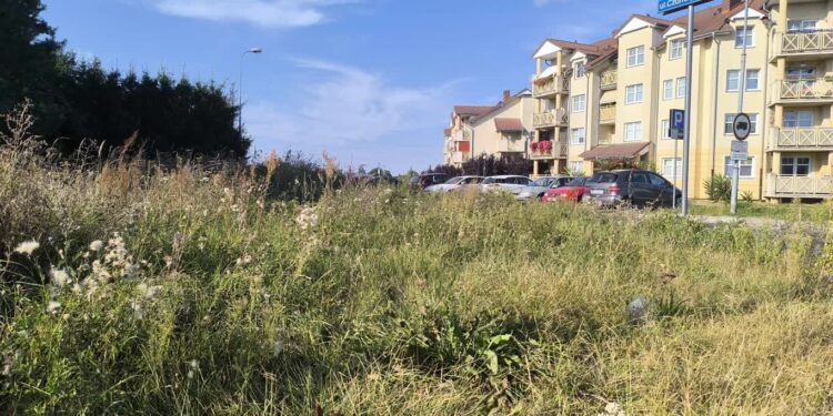 Nieskoszona trawa utrudnia życie kierowcom