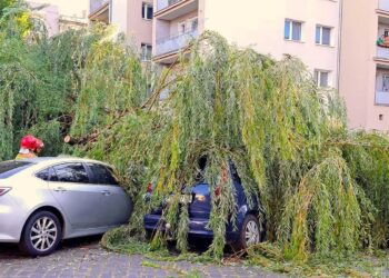 Sprawdzają drzewa w centrum Gorzowa