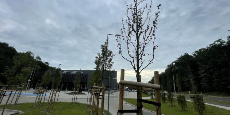 Drzewa nie usychają, atakują je szkodniki