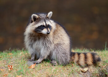 Populacja szopa pracza powiększa się. To groźny gatunek inwazyjny dla polskiej fauny