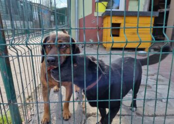 Spotkanie w sprawie zwierząt