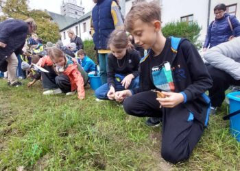 Zasadzili tysiące cebulek żonkili