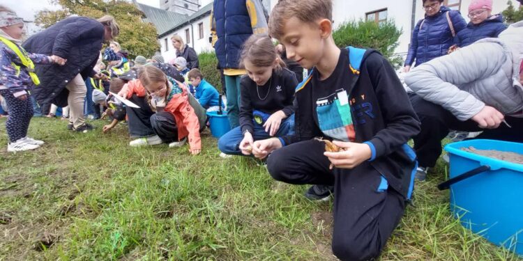 Zasadzili tysiące cebulek żonkili
