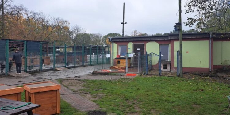 Nowe boksy i biuro. Ważne zmiany w schronisku