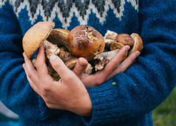 Nie należy zbierać grzybów na terenach popowodziowych