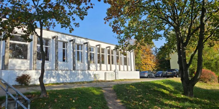 „Totalnie nieporozumienie”. Wiceprezydent o drzewach blokujących inwestycję