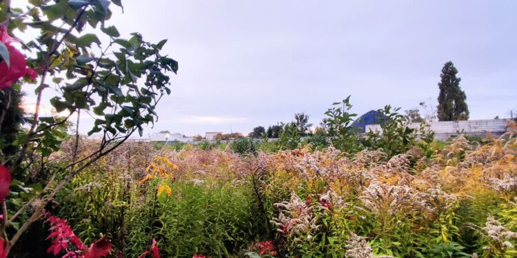 Nie chcą bloków, wolą zieleń i tereny rekreacyjne