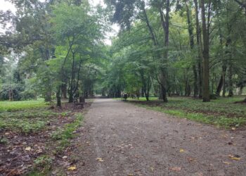W Gorzowie ma powstać park leśny