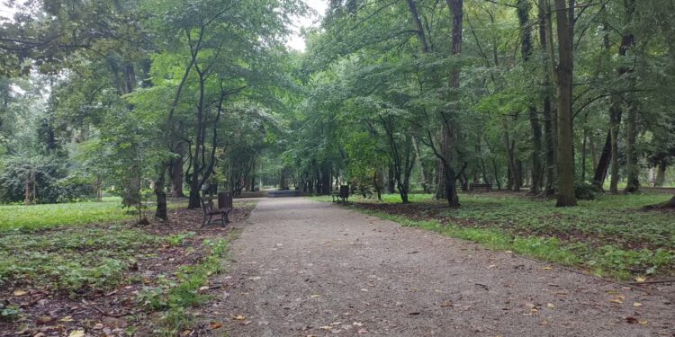 W Gorzowie ma powstać park leśny