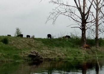 Miasto wytnie ponad 200 drzew