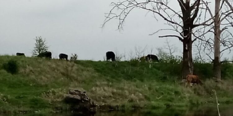 Miasto wytnie ponad 200 drzew