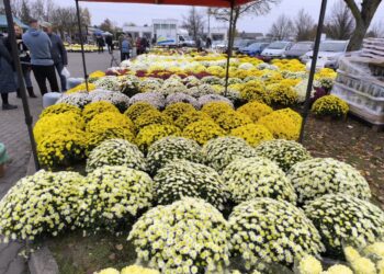 Handel kwitnie przy cmentarzu