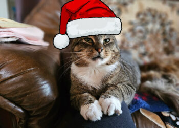 Fundacja Obrony Praw Zwierząt "Anaconda" / www.facebook.com