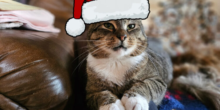 Fundacja Obrony Praw Zwierząt "Anaconda" / www.facebook.com