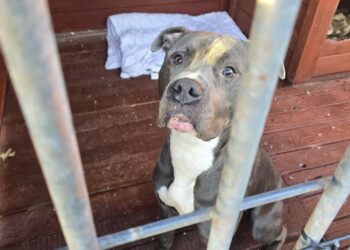 Stowarzyszenie Pomocy Zwierzętom "Azyl" - Schronisko Azorki Gorzów Wlkp. / www.facebookcom